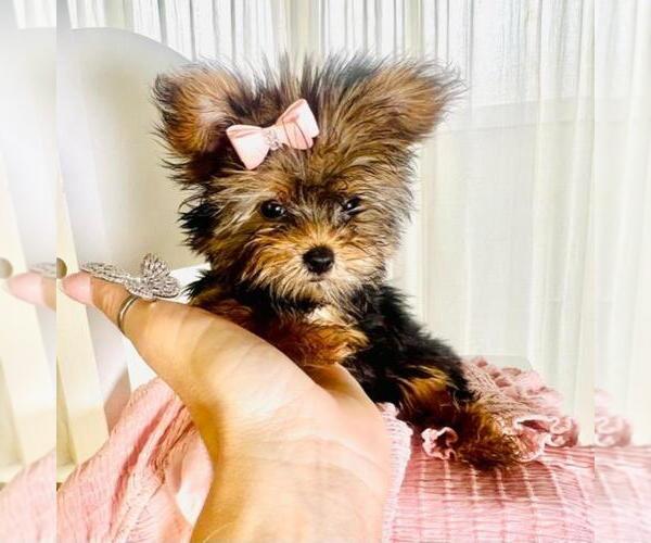 Medium Photo #2 Yorkshire Terrier Puppy For Sale in NAPLES, FL, USA