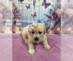 Small #7 English Cream Golden Retriever