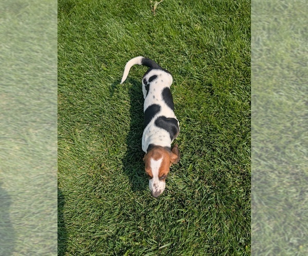 Medium Photo #15 Basset Hound Puppy For Sale in JEROME, ID, USA