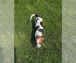 Small #14 Basset Hound