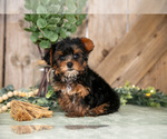Puppy Tansy Yorkshire Terrier