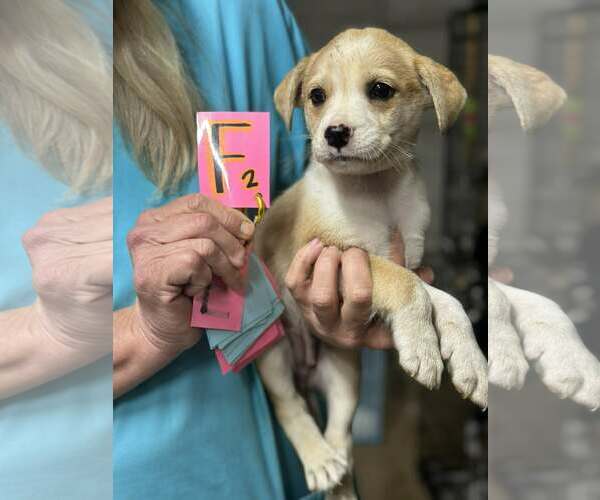 Medium Photo #4 Beagle-Unknown Mix Puppy For Sale in SHERBURNE, NY, USA