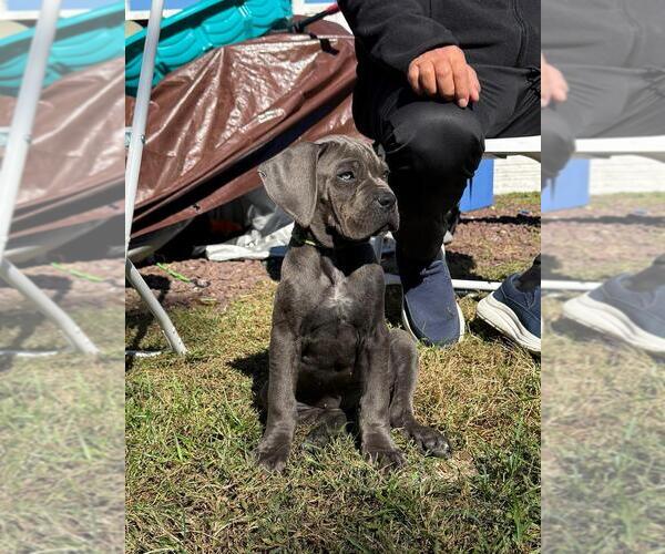 Medium Photo #8 Cane Corso Puppy For Sale in EGG HARBOR TOWNSHIP, NJ, USA