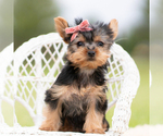 Small #1 Yorkshire Terrier
