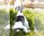Small Photo #38 Schnauzer (Miniature) Puppy For Sale in MILLERSBURG, IN, USA