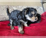 Small Photo #3 Yorkshire Terrier Puppy For Sale in COLORADO SPGS, CO, USA
