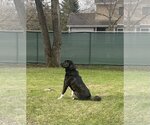 Small #4 Border Collie-Great Pyrenees Mix