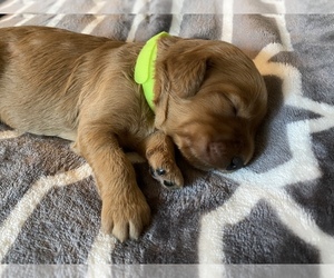 Goldendoodle Puppy for sale in N HIGHLANDS, CA, USA