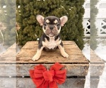 Small #3 French Bulldog