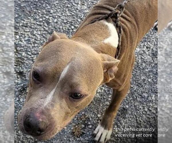 Medium Photo #1 American Staffordshire Terrier Puppy For Sale in San Antonio, TX, USA
