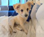 Small #6 Colonial Cocker Spaniel-Pomeranian Mix