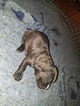 Small Photo #22 American Pit Bull Terrier Puppy For Sale in GRIFFIN, GA, USA