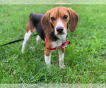 Small #2 Beagle