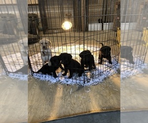 Labrador Retriever Puppy for Sale in RAMSEY, Minnesota USA