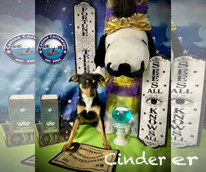 Chihuahua-Unknown Mix Dogs for adoption in Arcadia, FL, USA
