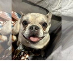 Small French Bulldog