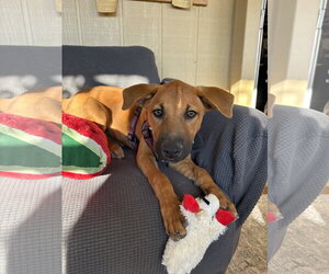 Homer - Male German Shepherd Dog-Unknown Mix Dog for Adoption - Photo #6