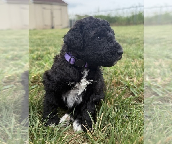 Medium Photo #28 Goldendoodle Puppy For Sale in HOWARD CITY, MI, USA