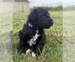Small Photo #28 Goldendoodle Puppy For Sale in HOWARD CITY, MI, USA