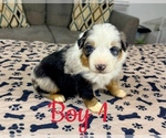 Puppy Boy 1 Australian Shepherd