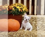 Puppy Dijon French Bulldog