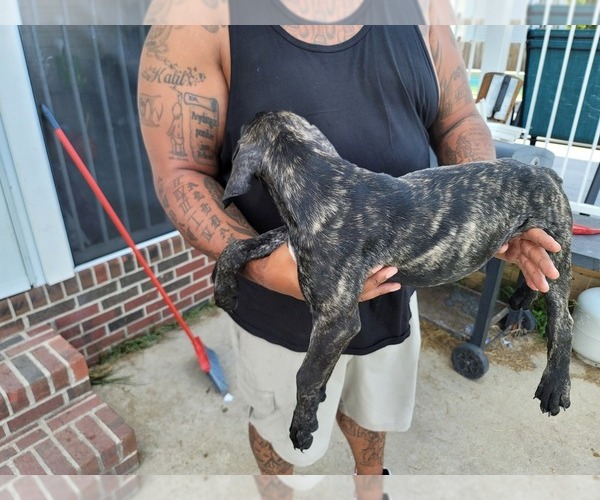 Medium Photo #4 Presa Canario Puppy For Sale in SPRING LAKE, NC, USA