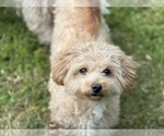 Small Photo #1 Poo-Ton Puppy For Sale in EDMONDS, WA, USA