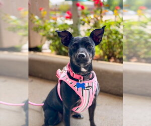 Savvy - Female Mutt Dog for Adoption - Photo #30