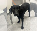Small Labrador Retriever Mix