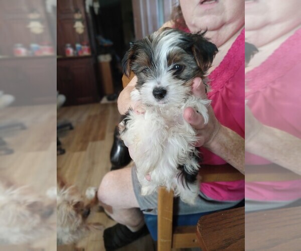 Medium Photo #2 Yorkshire Terrier Puppy For Sale in JAMAICA, IA, USA
