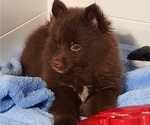 Small Photo #9 Pomsky Puppy For Sale in RAMONA, CA, USA