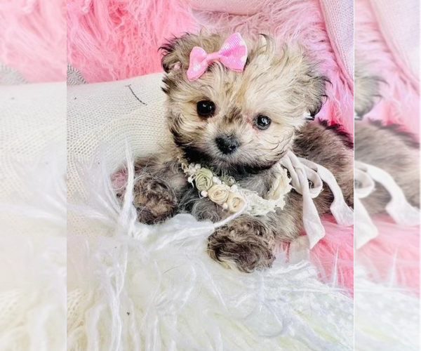 Medium Photo #11 ShihPoo Puppy For Sale in PEMBROKE PINES, FL, USA