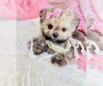 Hand delivery - Female ShihPoo Puppy for Sale - Photo #11
