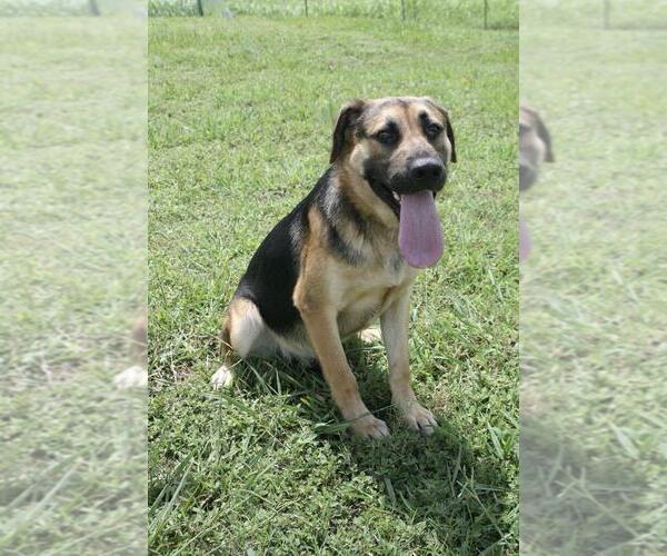 Medium Photo #3 Mutt Puppy For Sale in Abbeville, LA, USA