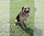 Small #2 Mutt