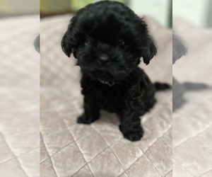 Maltipoo-Shih Tzu Mix Puppy for Sale in LAKE DALLAS, Texas USA