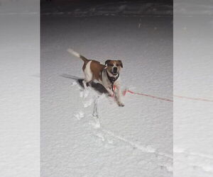 Wally - Male Mutt Dog for Adoption - Photo #8