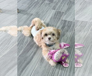 Shih Tzu-Unknown Mix Dogs for adoption in Dumont, NJ, USA