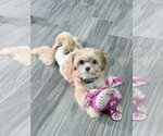 Small Shih Tzu Mix