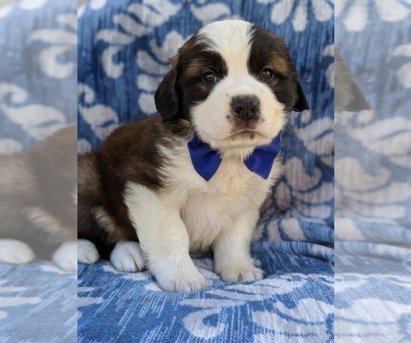 Medium Photo #3 Saint Bernard Puppy For Sale in LANCASTER, PA, USA