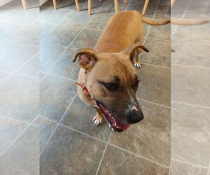 Black Mouth Cur Dogs for adoption in Monticello, MS, USA