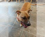 Small Black Mouth Cur