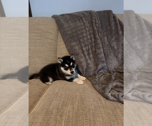 Medium Photo #2 Siberian Husky Puppy For Sale in ALTON, IL, USA