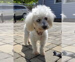 Small #1 Mutt