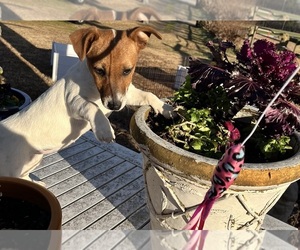 Jack Russell Terrier Puppy for sale in NASHVILLE, NC, USA