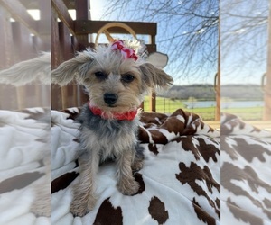 YorkiePoo Puppy for sale in LANCASTER, MO, USA