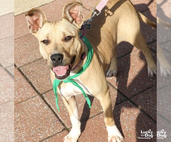 Medium Photo #4 Mutt Puppy For Sale in Washington, DC, USA