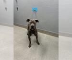 Small Mutt