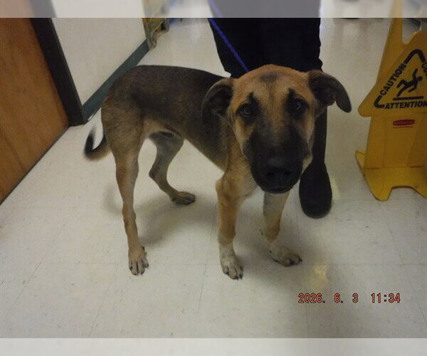 Medium Photo #1 German Shepherd Dog-Unknown Mix Puppy For Sale in Oroville, CA, USA