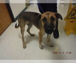 Small German Shepherd Dog Mix